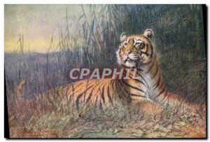 Postcard Old Tiger Tiger Felin