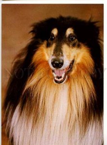 128612 Lovely COLLIE Dog Old Color PHOTO PC