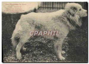 Old Postcard Dog Dogs Pyrenean Bamboo has the 1st prize & # 39exposition Cani...