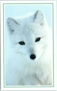 M-12885 An Arctic Fox on Kolguyev Island Russia