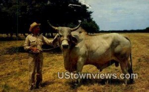 Brahman Bull - Texas TX  