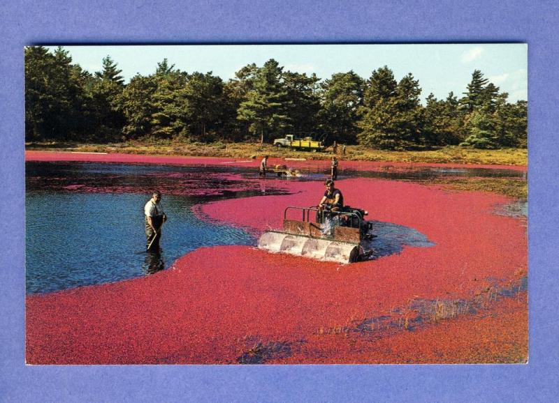 Harvesting Cranberries On Cape Cod Postcard, Mass/MA