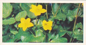 Brooke Bond Vintage Trade Card Woodland Wildlife 1980 No 19 Marsh Marigold