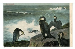 Birds - Cormorants