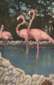 Flamingos In Tropical Florida Wild Animal Ranch St. Petersburg Vintage Postcard