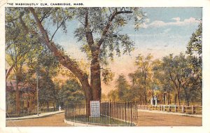 The Washington Elm Cambridge, Massachusetts MA