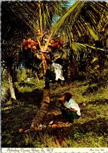 VINTAGE CONTINENTAL SIZE POSTCARD CLIMBING THE COCONUT TREE IN JAMAICA 1973