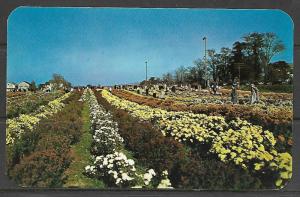 Pennsylvania, North-East - Mums By Paschke - [PA-097]