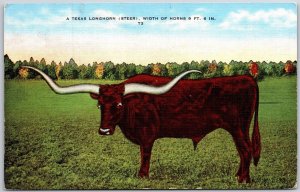 1949 Texas Longhorn (Steer) Width of Horns 9Ft. 6 In. T3 Posted Postcard