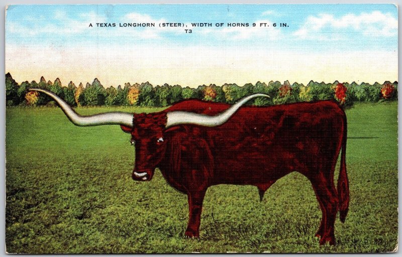 1949 Texas Longhorn (Steer) Width of Horns 9Ft. 6 In. T3 Posted Postcard