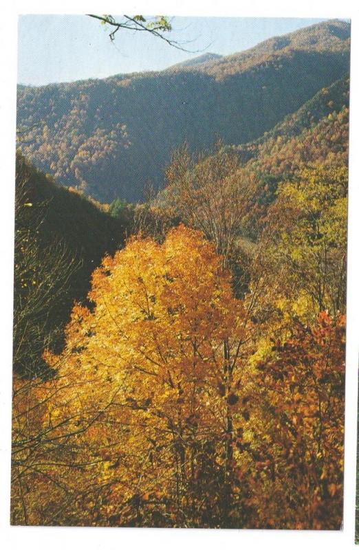 NC Mountain Views Autumn Mt. Mitchell North Carolina 3 cards