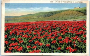 M-103625 A Field of Poinsettias in California USA