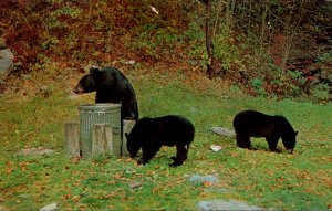 Black Bears 1974