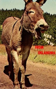 Oklahoma Donkey Hee Haw From Oklahoma