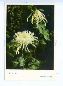 204272 CHINA chrysanthemum jasper silver stud old postcard