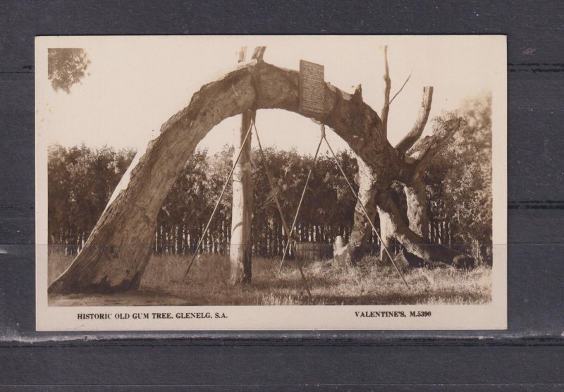 SOUTH AUSTRALIA, GLENELG, HISTORIC OLD GUM TREE, c1930 ppc., unused.
