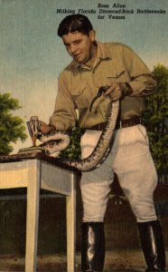 Florida Silver Springs Ross Allen Milking Diamondback Rattlesnake For Venom C...