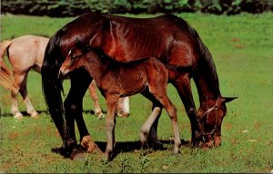 Horses Proud Colt