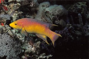 Adult Spanish Hogfish Mystic Marinelife Aquarium Mystic CT 