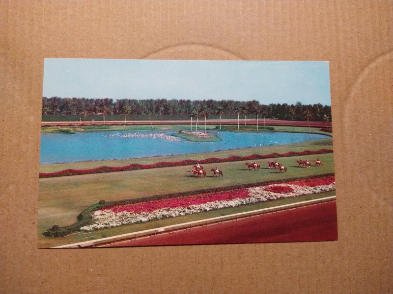 1950's/60's Beautiful Hialeah Race Course, Florida FL Horses Chrome...