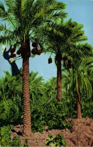 iraq, BASRA BASRAH ٱلْبَصْرَة, Plucking Fresh Dates (1950s) Abdul Reza Salmin