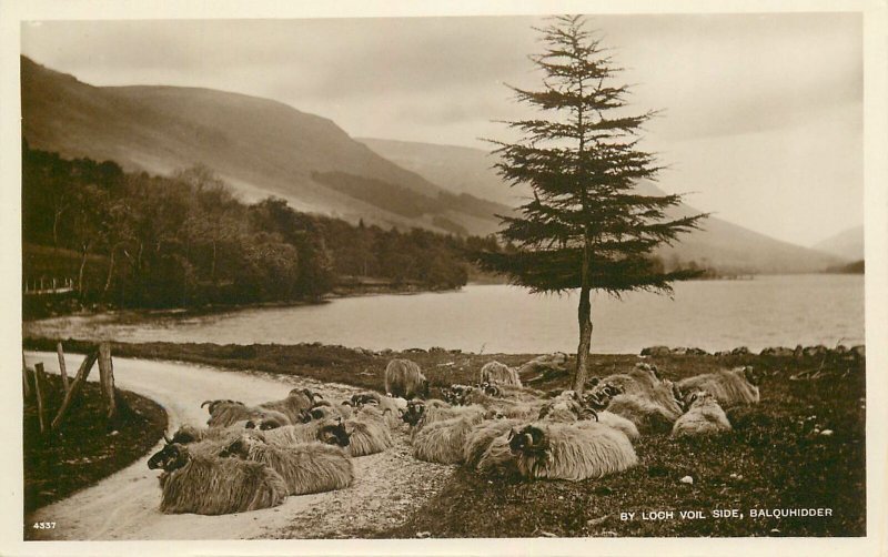 Great Britain postcard Scotland Balquhidder, Perthshire Loch Voil side sheep 35