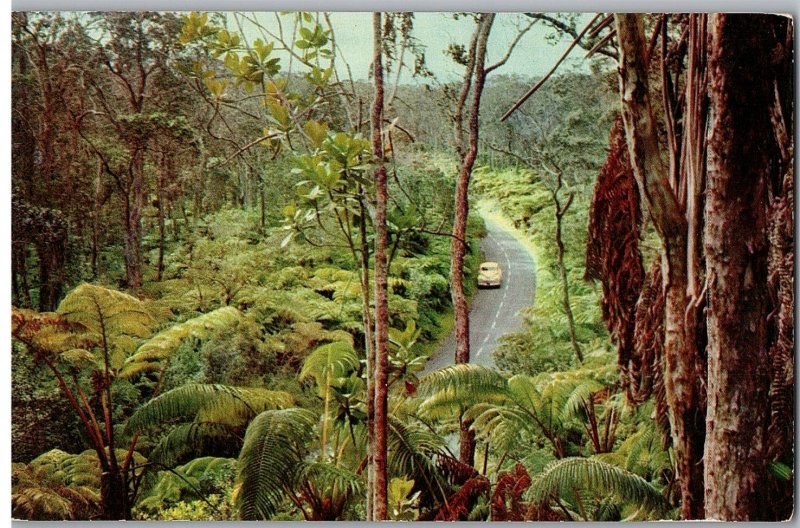 The Fern Forest Ferns Grow 40 Feet High Near Kilauea Old Car Hawaii Postcard