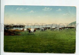 428412 RUSSIA VOLGA Zhiguli Hot day cows Vintage postcard