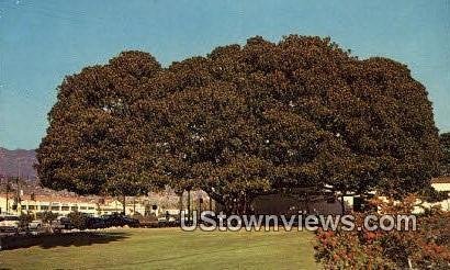 Moreton Bay Fig Tree - Santa Barbara, CA