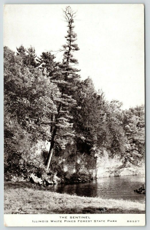 White Pines Forest State Park IL~Sentinel Tree~Taller than Aller~1940s CR Childs 