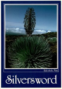 Rare Silversword Plant on Mount Haleakala, Maui