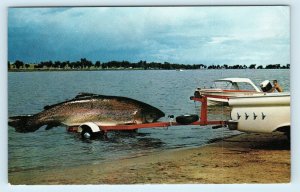 FISH EXAGGERATION  Postcard: FILLS UP the TRAILER! c1950s Car Fishing Boat