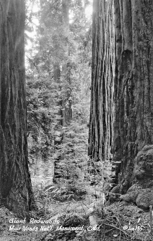 MUIR WOODS NATIONAL PARK CA CALIFORNIA~LOT OF 8 1940s REAL PHOTO POSTCARDS