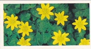 Brooke Bond Vintage Trade Card Woodland Wildlife 1980 No 12 Lesser Celandine