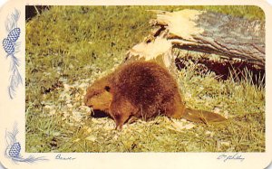 Beaver Group Beaver Unused 