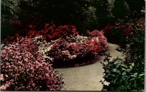 VINTAGE MAGNOLIA GARDEN, CHARLESTON, S.C. POSTCARD 20-100