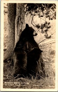 RPPC Mother Bear and Cubs at Lunchtime Eastman Vintage Postcard K24