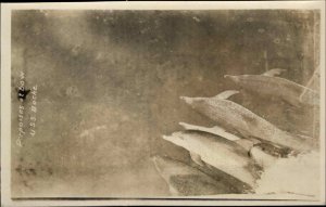 Porpoises Dolphins at Bow of USS Boche US Naval Ship Real Photo Postcard c1920