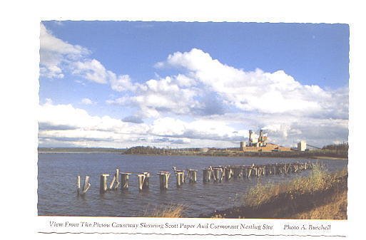 Scott Paper,  Pictou Causeway, Nova Scotia, Cormorant Nesting Site,