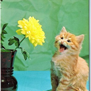 c1950s Nora Springs, IA Greetings Adorable Orange Kitten Tabby Chrome Photo A144