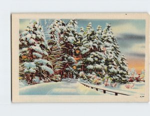 Postcard Snow Road Trees Landscape Scenery USA