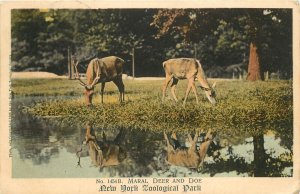 c1907 Postcard; New York Zoological Society 1454-B Maral Deer / Caspian Red Deer