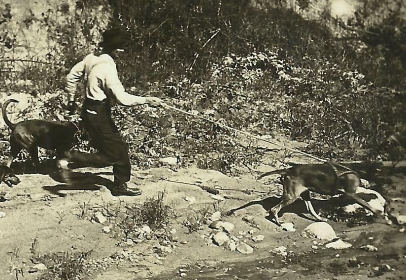 Fort Madison IOWA RP c1910 ESCAPED PRISONER Jail Prison BLOODHOUND DOGS Dog  