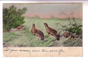 Wild Ducks in Field, Used 1911 Nova Scotia Split Ring Cancel