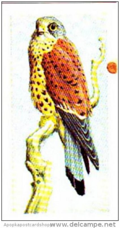 Brooke Bond Tea Trade Card Wild Birds In Britain No 32 Kestrel