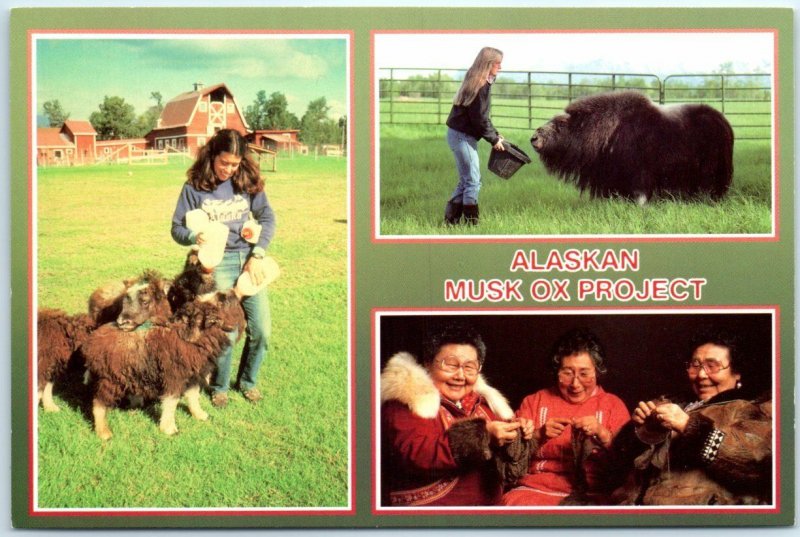 Postcard - Alaskan Musk Ox Project, Alaska 