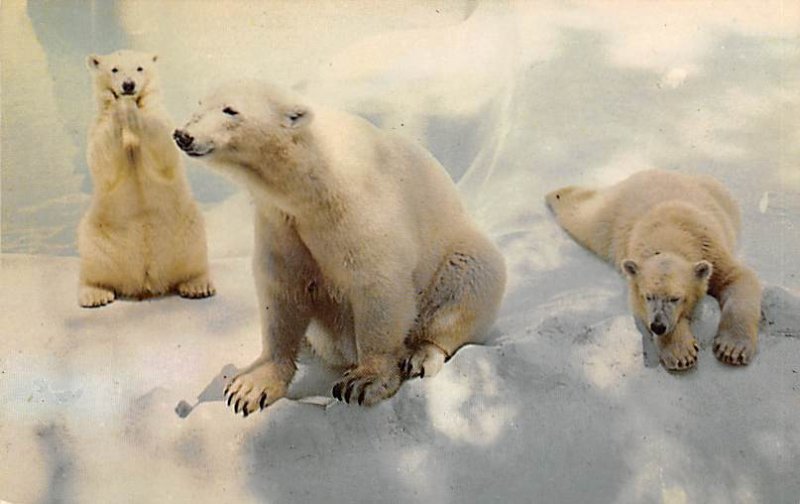 Polar Bear with Cubs, San Diego Zoo California, USA Bear Unused 