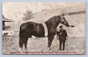 J97/ Interesting Postcard c10 Morocco World's Largest Horse 2835 Pounds 50