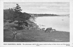 Merriman's Cove Cows West Harpswell, Maine, USA Unused 