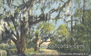 Spanish Moss in Wilmington, North Carolina